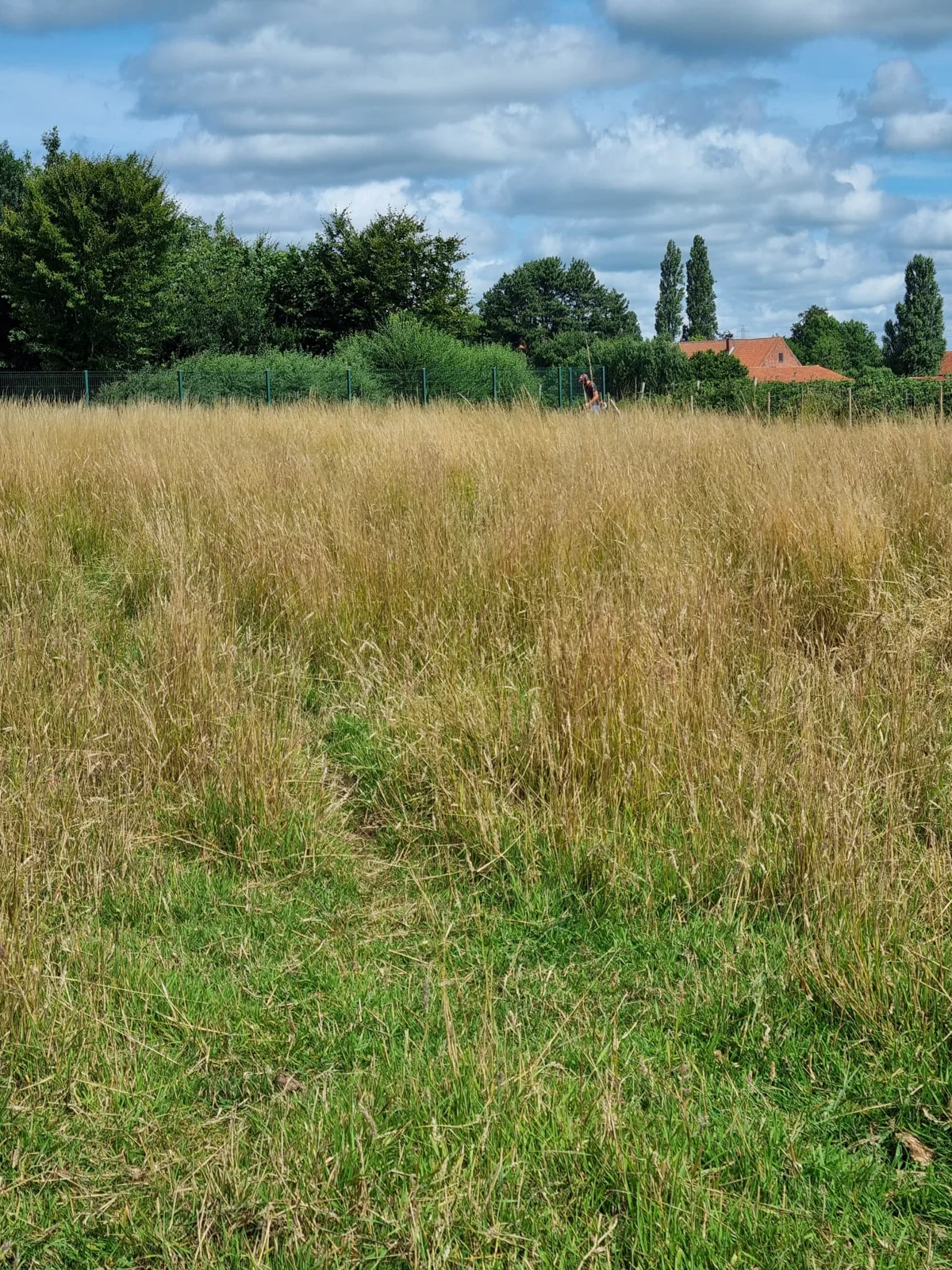 Maaien van hoog gras op een groot grasperceel